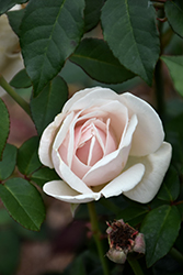 Faith Whittlesey Rose (Rosa 'Faith Whittlesey') at Lakeshore Garden Centres