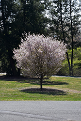 Autumnalis Higan Cherry (Prunus subhirtella 'Autumnalis') at Stonegate Gardens