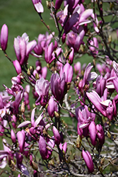 Ann Magnolia (Magnolia 'Ann') at Lakeshore Garden Centres