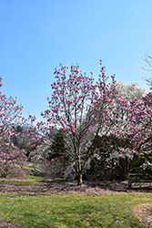 Spectrum Magnolia (Magnolia 'Spectrum') at Stonegate Gardens
