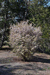 Little Twist Fuji Cherry (Prunus incisa 'CarltonLT') at Stonegate Gardens