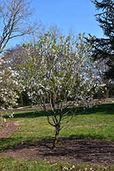 Nikita's Pride Almond (Prunus dulcis 'Nikita's Pride') at Stonegate Gardens