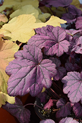 Electric Plum Coral Bells (Heuchera 'Electric Plum') at Lakeshore Garden Centres