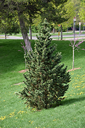 Formal Form Bristlecone Pine (Pinus aristata 'Formal Form') at Stonegate Gardens
