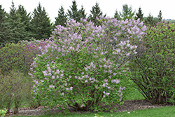 Cheyenne Korean Early Lilac (Syringa oblata 'Cheyenne') at Stonegate Gardens