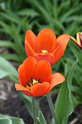 Orange Cassini Tulip (Tulipa 'Orange Cassini') at Stonegate Gardens