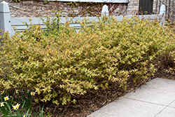 Bush Honeysuckle (Diervilla lonicera) at Lakeshore Garden Centres