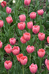 Mystic Van Eijk Tulip (Tulipa 'Mystic Van Eijk') at Stonegate Gardens