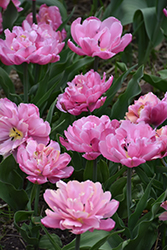 Pink Star Tulip (Tulipa 'Pink Star') at Stonegate Gardens