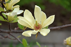 Butterflies Magnolia (Magnolia 'Butterflies') at Lakeshore Garden Centres