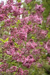 Maiden's Blush Lilac (Syringa x hyacinthiflora 'Maiden's Blush') at Lakeshore Garden Centres