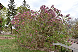 Maiden's Blush Lilac (Syringa x hyacinthiflora 'Maiden's Blush') at Lakeshore Garden Centres