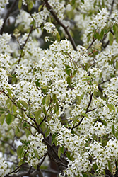 Ballerina Serviceberry (Amelanchier x grandiflora 'Ballerina') at Lakeshore Garden Centres