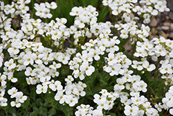 Snowcap Wall Cress (Arabis caucasica 'Snowcap') at Lakeshore Garden Centres