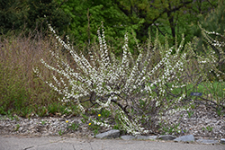Sandcherry (Prunus pumila) at Stonegate Gardens