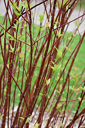 Arctic Fire Red Twig Dogwood (Cornus sericea 'Farrow') at Lakeshore Garden Centres