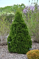 Holmstrup Arborvitae (Thuja occidentalis 'Holmstrup') at Lakeshore Garden Centres