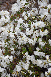 April Snow Rhododendron (Rhododendron 'April Snow') at Lakeshore Garden Centres