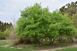 Prairie Radiance Winterberry Euonymus (Euonymus bungeanus 'Verona') at Stonegate Gardens