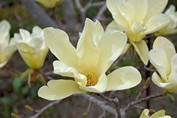 Elizabeth Magnolia (Magnolia 'Elizabeth') at Lakeshore Garden Centres