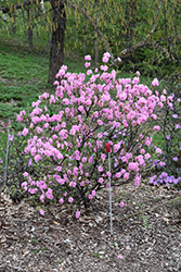 Weston's Pink Diamond Rhododendron (Rhododendron 'Weston's Pink Diamond') at Stonegate Gardens