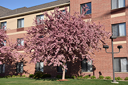 Robinson Flowering Crab (Malus 'Robinson') at Lakeshore Garden Centres