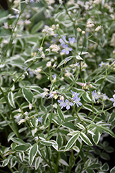 Touch Of Class Jacob's Ladder (Polemonium reptans 'Touch Of Class') at Lakeshore Garden Centres