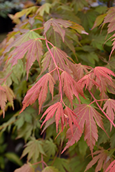 North Wind Japanese Maple (Acer 'IsINW') at Lakeshore Garden Centres