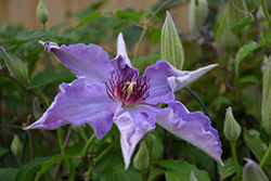 Little Duckling Clematis (Clematis 'Little Duckling') at Stonegate Gardens
