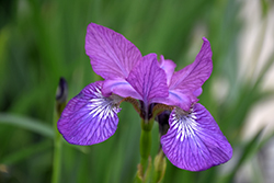Chilled Wine Siberian Iris (Iris sibirica 'Chilled Wine') at Stonegate Gardens