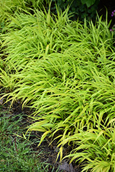 All Gold Hakone Grass (Hakonechloa macra 'All Gold') at Lakeshore Garden Centres