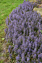 Caitlin's Giant Bugleweed (Ajuga reptans 'Caitlin's Giant') at Stonegate Gardens