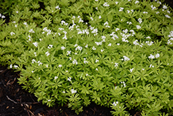 Sweet Woodruff (Galium odoratum) at Lakeshore Garden Centres