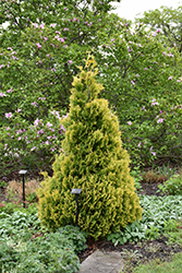 Gold Drop Arborvitae (Thuja occidentalis 'Gold Drop') at A Very Successful Garden Center
