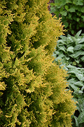 Gold Drop Arborvitae (Thuja occidentalis 'Gold Drop') at A Very Successful Garden Center