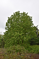 Yellow Bird Magnolia (Magnolia 'Yellow Bird') at Lakeshore Garden Centres