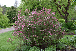 Fairytale Tinkerbelle Lilac (Syringa 'Bailbelle') at Lakeshore Garden Centres