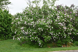 Saugeana Lilac (Syringa x chinensis 'Saugeana') at Stonegate Gardens