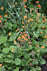 Werner Arends Avens (Geum 'Werner Arends') at Lakeshore Garden Centres
