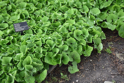 Canadian Wild Ginger (Asarum canadense) at Lakeshore Garden Centres