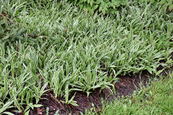 Variegated Broadleaf Sedge (Carex siderosticha 'Variegata') at Lakeshore Garden Centres