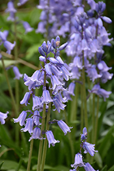 Excelsior Spanish Bluebell (Hyacinthoides hispanica 'Excelsior') at Stonegate Gardens