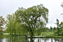 Golden Weeping Willow (Salix x sepulchralis 'Chrysocoma') at Lakeshore Garden Centres