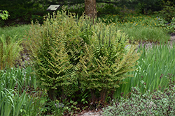 Royal Fern (Osmunda regalis) at Lakeshore Garden Centres