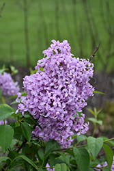 Lilac Sunday Lilac (Syringa x chinensis 'Lilac Sunday') at Lakeshore Garden Centres