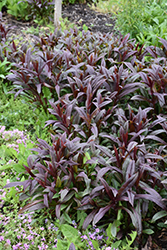 Dark Towers Beard Tongue (Penstemon 'Dark Towers') at Lakeshore Garden Centres