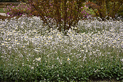 Lynnhaven Carpet Fleabane (Erigeron pulchellus 'Lynnhaven Carpet') at Lakeshore Garden Centres