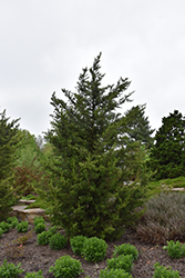 Fairview Juniper (Juniperus chinensis 'Fairview') at Stonegate Gardens