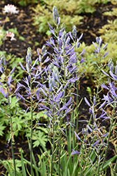 Blue Heaven Camassia (Camassia leichtlinii 'Blue Heaven') at Stonegate Gardens
