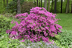 Karen Azalea (Rhododendron 'Karen') at Lakeshore Garden Centres